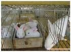 济宁市肉兔  獭兔 长毛兔 杂交野兔厂家常年出售优质肉兔  獭兔 长毛兔 肉兔  獭兔 长毛兔 杂交野兔