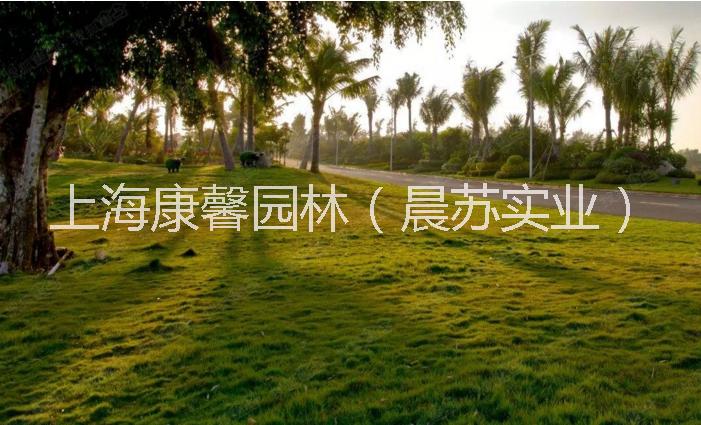 重庆专业园林绿化养护工程施工批发