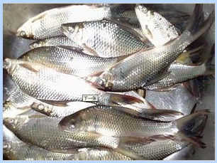 广州鱼苗养殖场-鲮鱼鱼苗  供应商批发图片