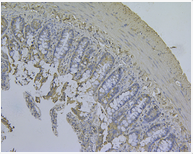 奥林巴斯CX23，生物显微镜图片