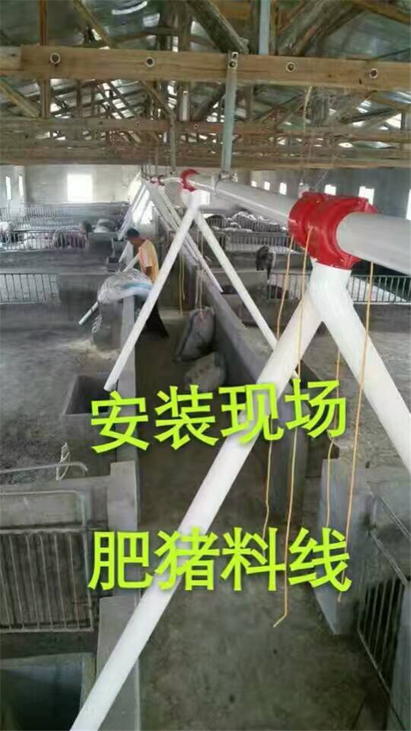沧州市全自动料线厂家全自动料线自动喂猪设备现代养猪自动喂料系统世昌畜牧专业设计安装自动料线