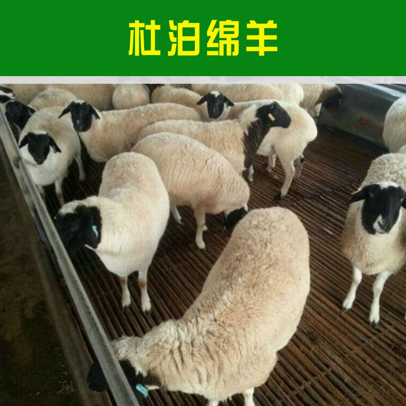 贵州杜泊绵羊价格 贵州杜泊绵羊多少钱一只 贵州杜泊绵羊羊羔