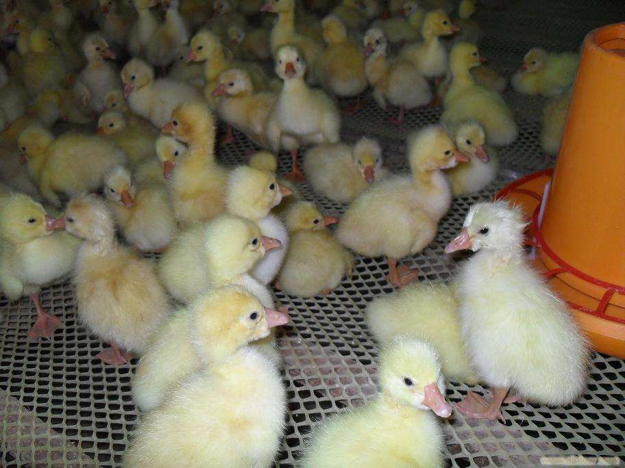 宝鸡哪里出售鸡苗陕西飞翔禽业供应图片