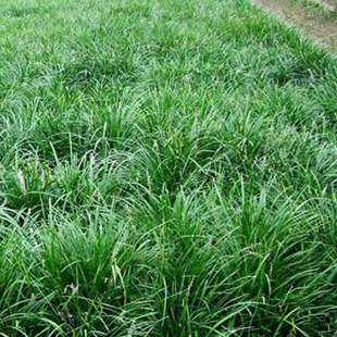 滁州市优质麦冬草厂家优质出售 麦冬草 优质麦冬草