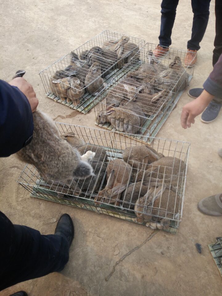 比利时兔养殖场近期杂交野兔价格 比利时兔养殖近期杂交野兔价格