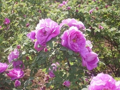 供应玫瑰种苗、玫瑰种苗供应商、销售玫瑰种苗图片