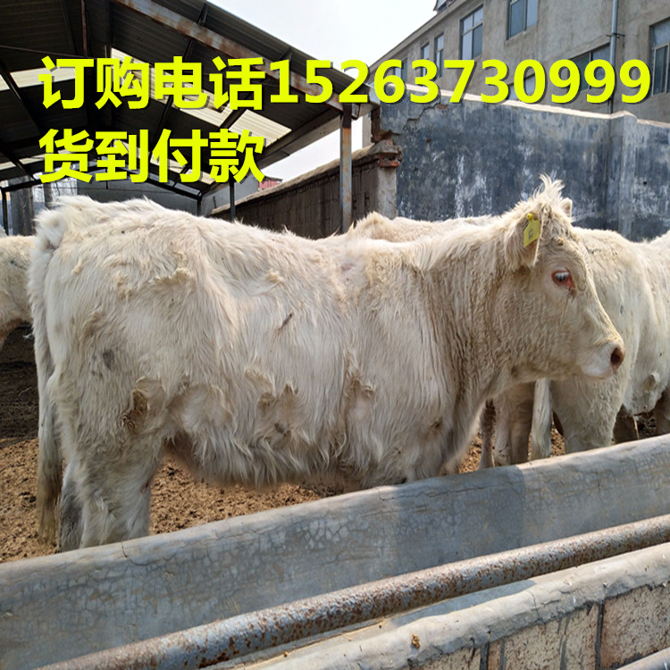 供应肉牛犊利木赞牛鲁西黄牛价格供应肉牛犊利木赞牛鲁西黄牛价格