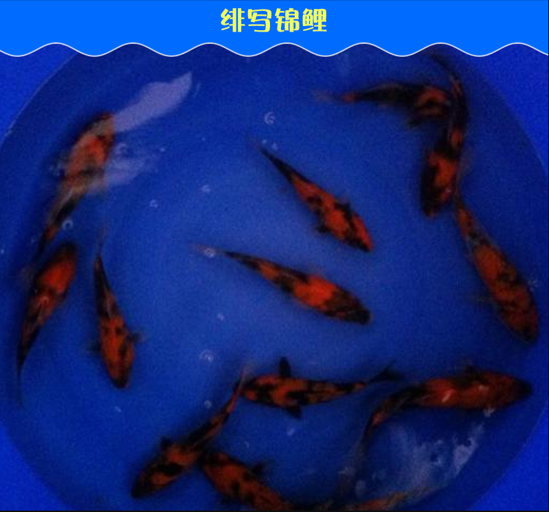 观赏鱼绯写锦鲤 纯种活体红黑二色斑纹写类锦鲤 厂家直销批发