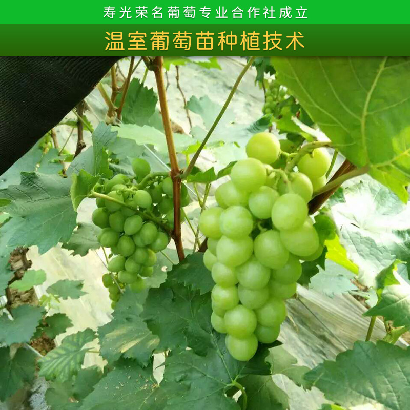中国葡萄模范合作社温室葡萄苗种植技术指导服务大棚葡萄栽培经验方法