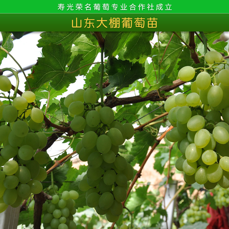 中国葡萄模范合作社山东大棚葡萄苗木栽培方法种植技术指导服务图片