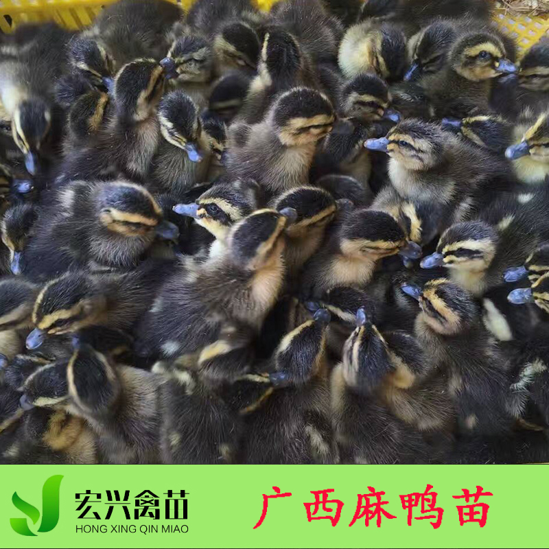 广西麻鸭苗厂家直销 青头鸭苗报价 多蛋鸭苗养殖家禽种苗脱温麻鸭图片