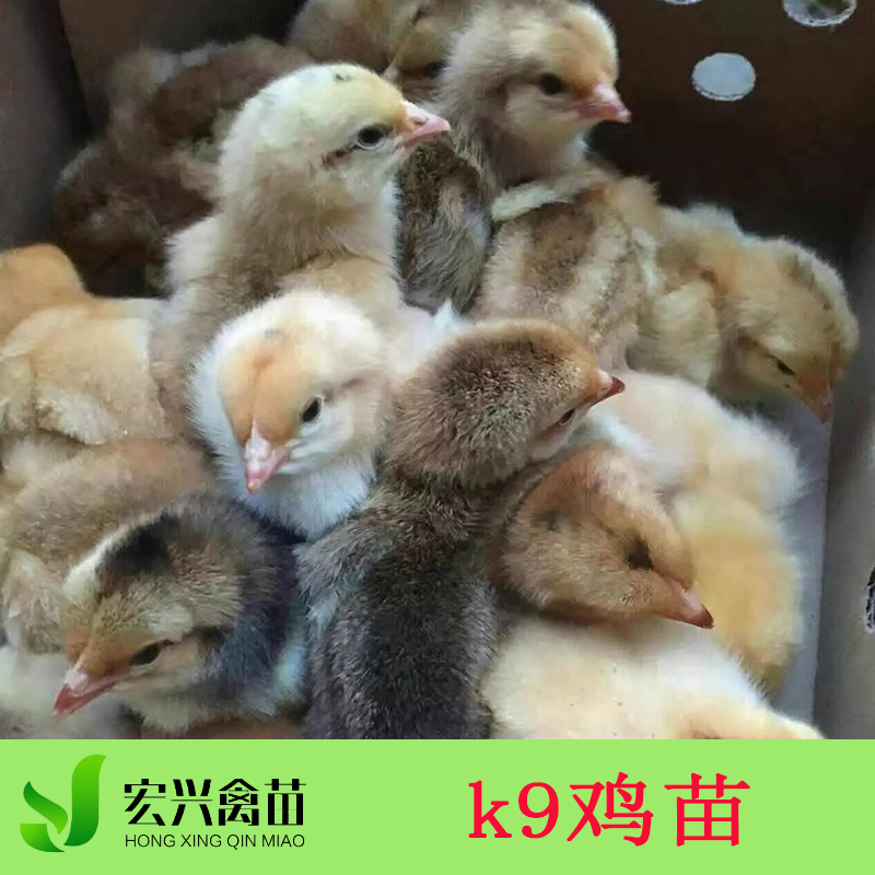 贵州k9鸡苗优质家禽种苗 贵州麻花鸡脱温鸡苗雏鸡批发