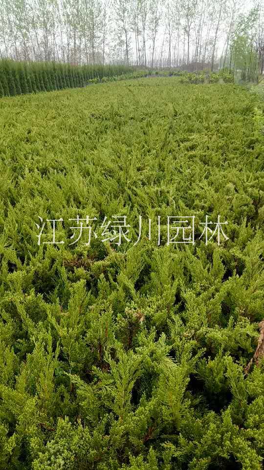 徐州市龙柏种苗厂家