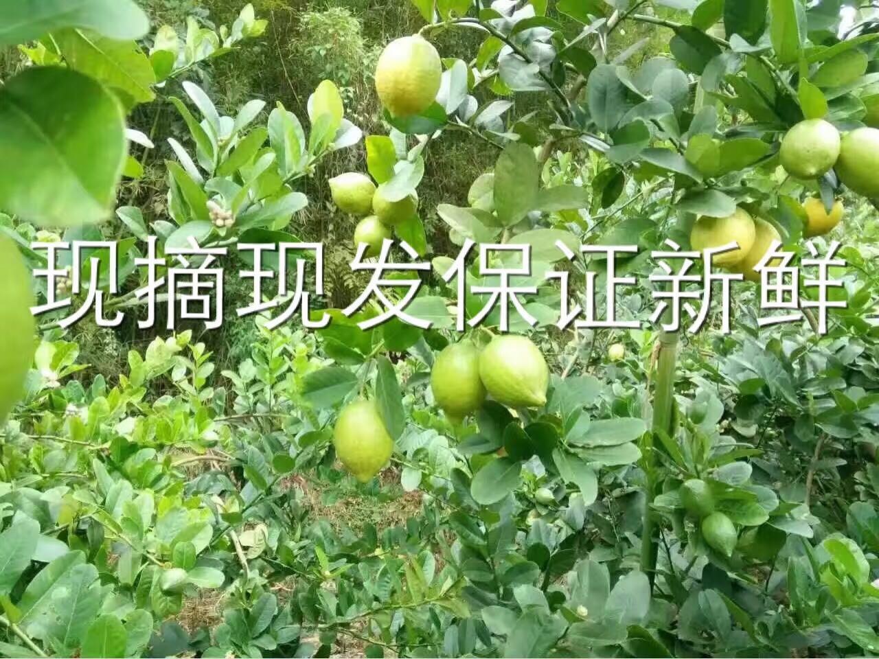 香水柠檬批发 台湾无籽香水柠檬 四季香水柠檬批发 台湾无籽香水柠檬批发