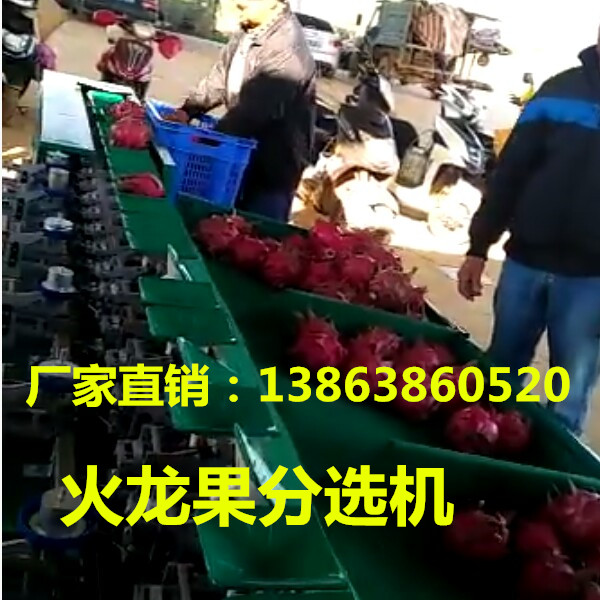 元江先进的火龙果分选机厂家电话 元江先进的火龙果分选机厂家电话图片