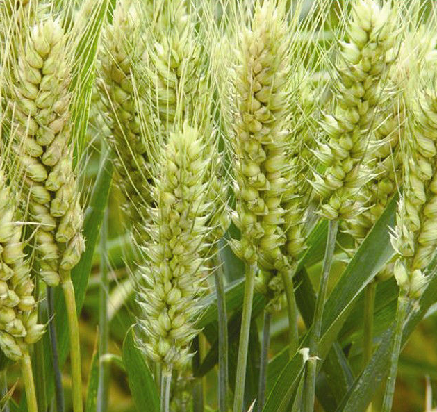 河北小麦种植   小麦销售