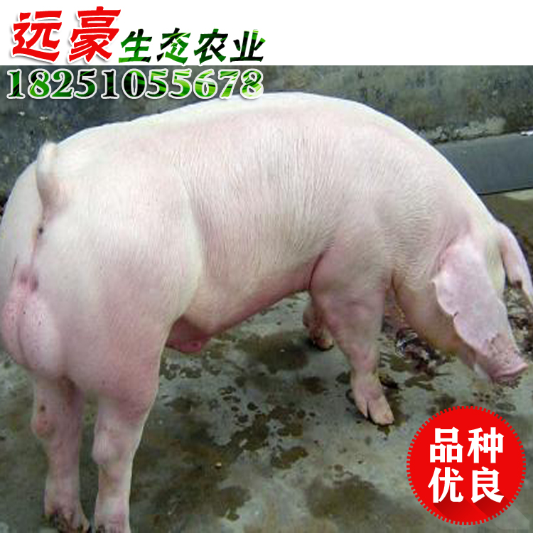 杜洛克公猪 养猪场种公猪大约克多洛克配种公猪图片