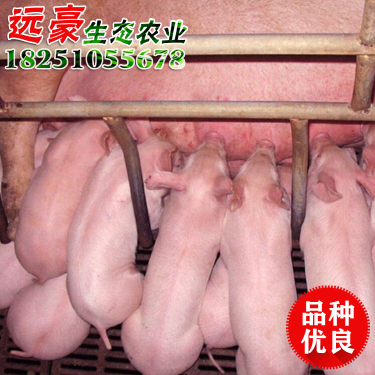 江苏沭阳养猪场出售仔猪母猪苗猪太湖猪批发量大包运图片