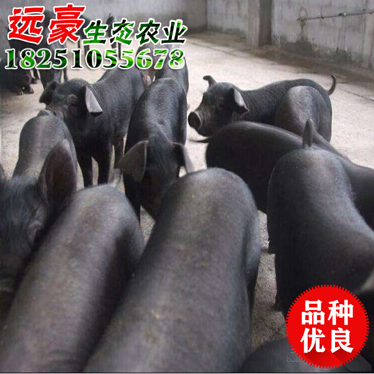 苏太母猪价格江苏黑母猪价格行情养猪场直销批发黑猪苗图片