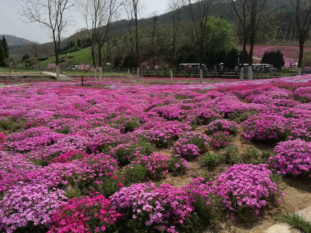 潍坊市芝樱花厂家厂家