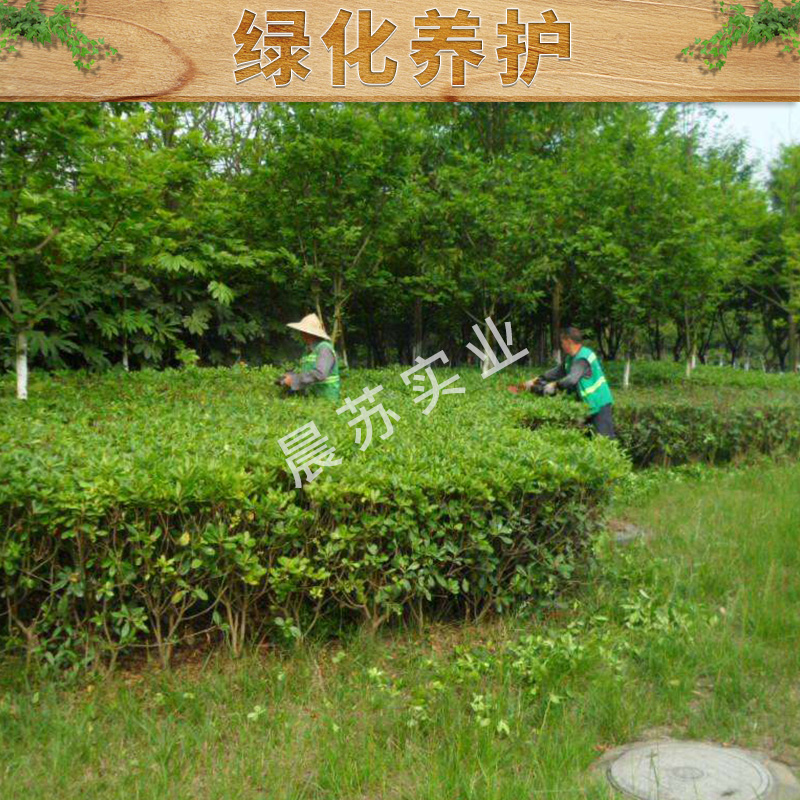 上海园林绿化养护工程电话，上海专业承接园林绿化养护工程施工电话，上海市政绿化养护工程施工图片