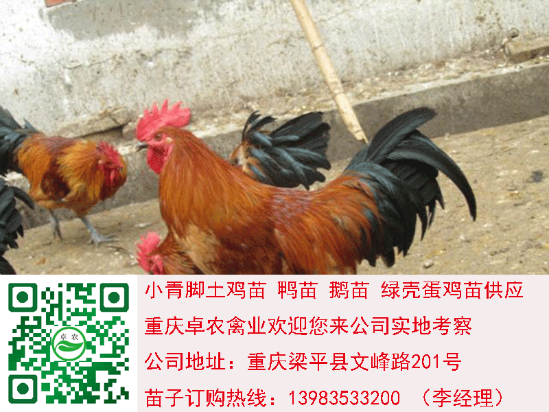 重庆市土鸡苗厂家