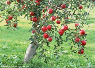 供应用于种植 管理的山东优质苹果