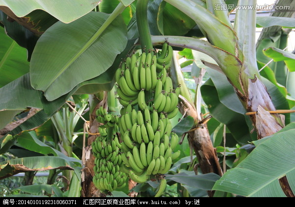 广西香蕉苗 香蕉苗报价 香蕉树