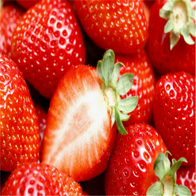 红颜草莓苗价格 红颜草莓苗多少钱