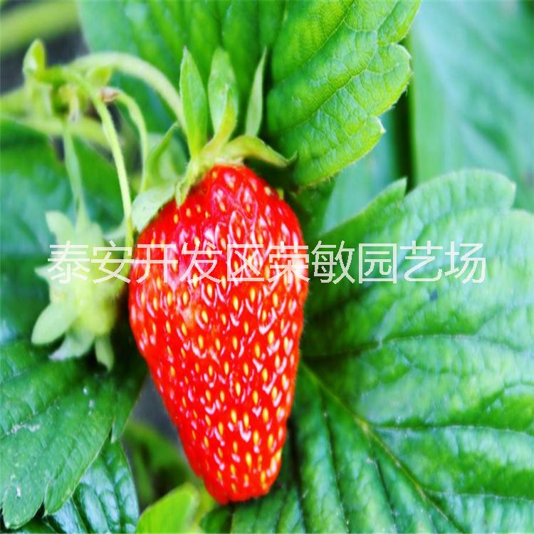 2017年永丽草莓苗多少钱一棵
