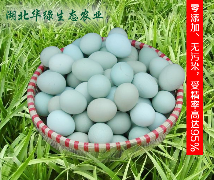 绿壳蛋鸡种蛋  五黑鸡种蛋高产黑羽 黄麻羽种蛋 贵妃鸡种蛋 土鸡种蛋