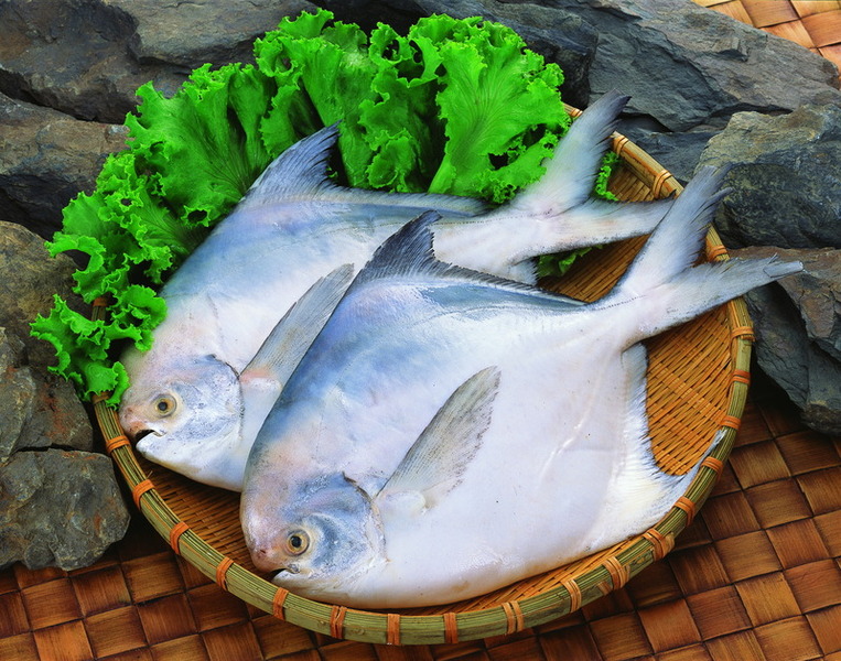 广东淡水白鲳鱼供应
