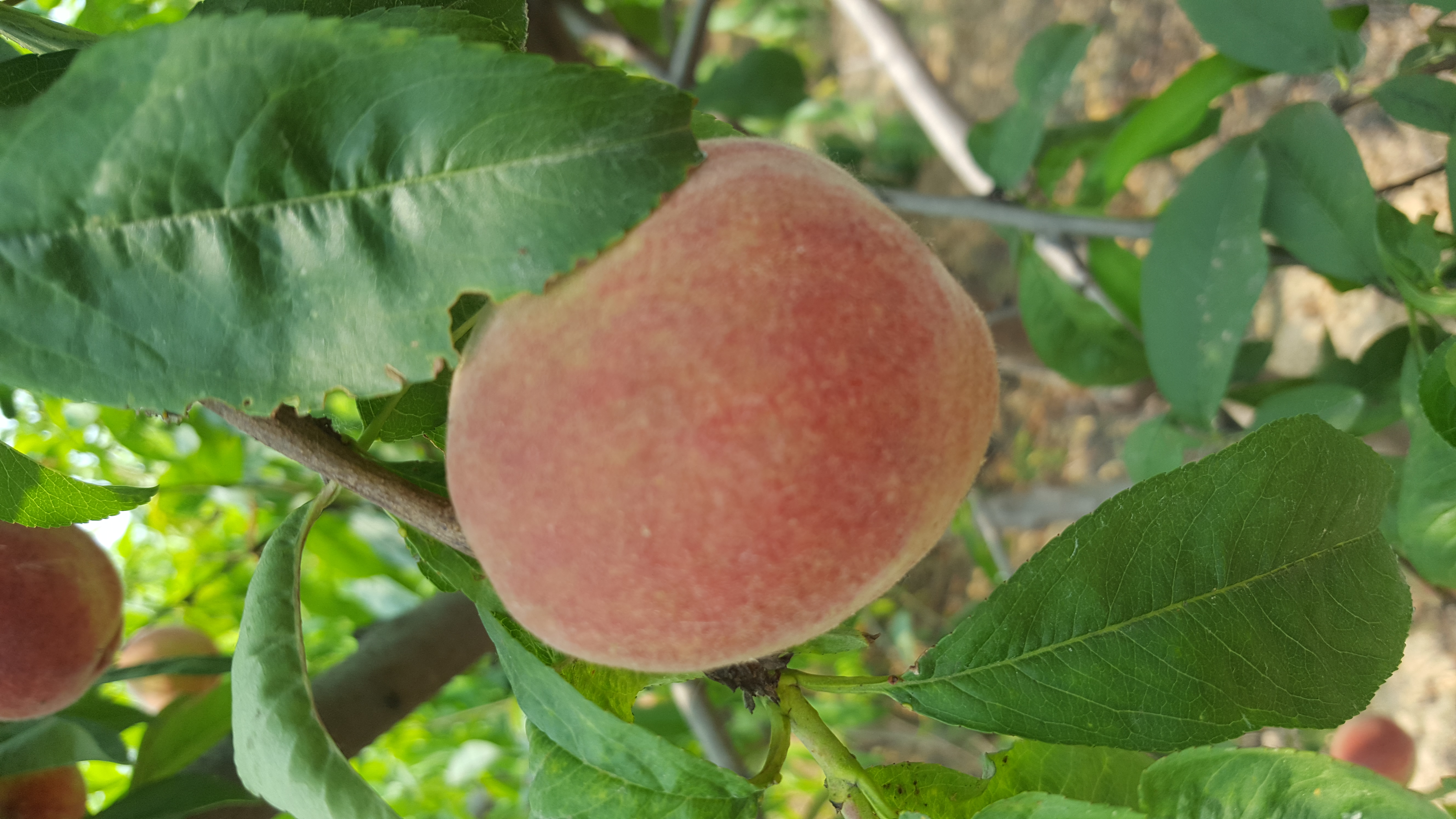 南召县桃子销售  桃树种植