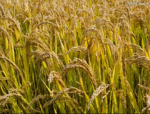睢宁水稻批发  水稻种植  小麦种植