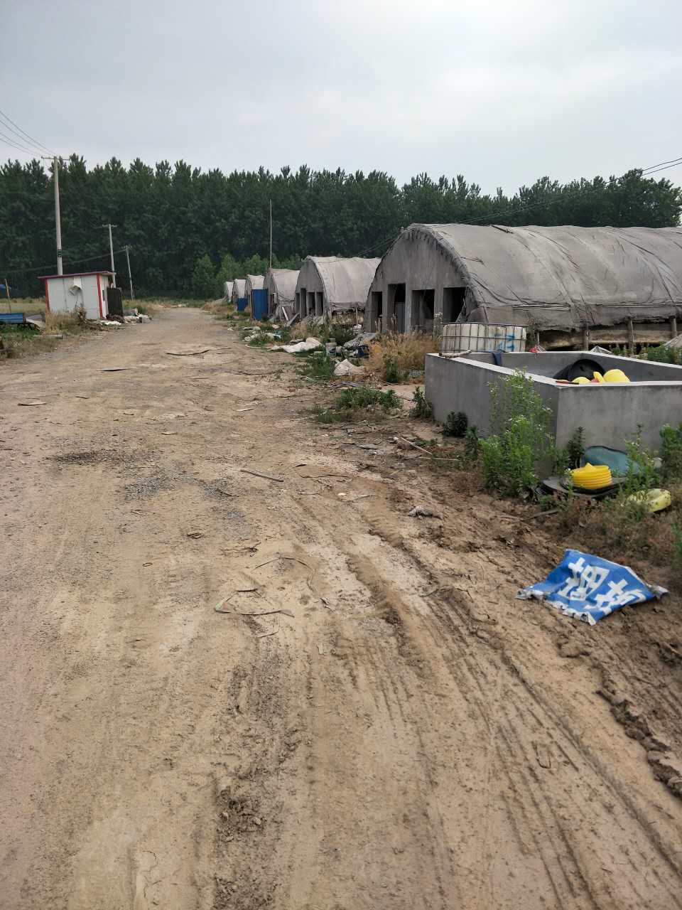 邳州市肉鸭养殖   肉鸭销售