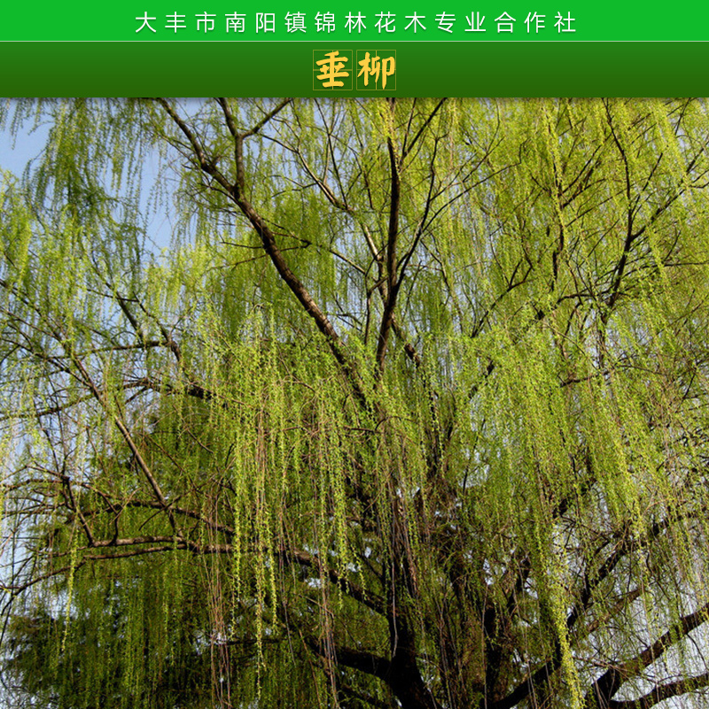 盐城市河北垂柳厂家河北垂柳批发、多少钱一棵、产地供应、热销【盐城市大丰区南阳镇锦林花木专业合作社】