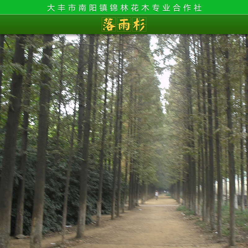 上海中山杉供货商，上海中山杉报价，上海中山杉种植基地