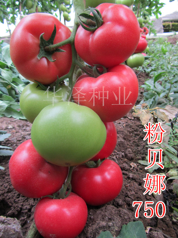 粉贝娜750  越冬 大果型 极早熟 番茄种子