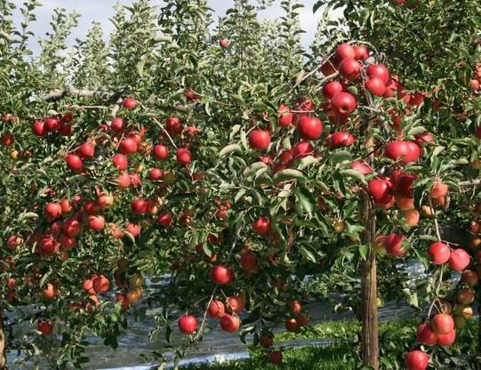苗圃现出售红富士苹果苗 矮化苹果苗 烟富系列苹果苗 品种纯正
