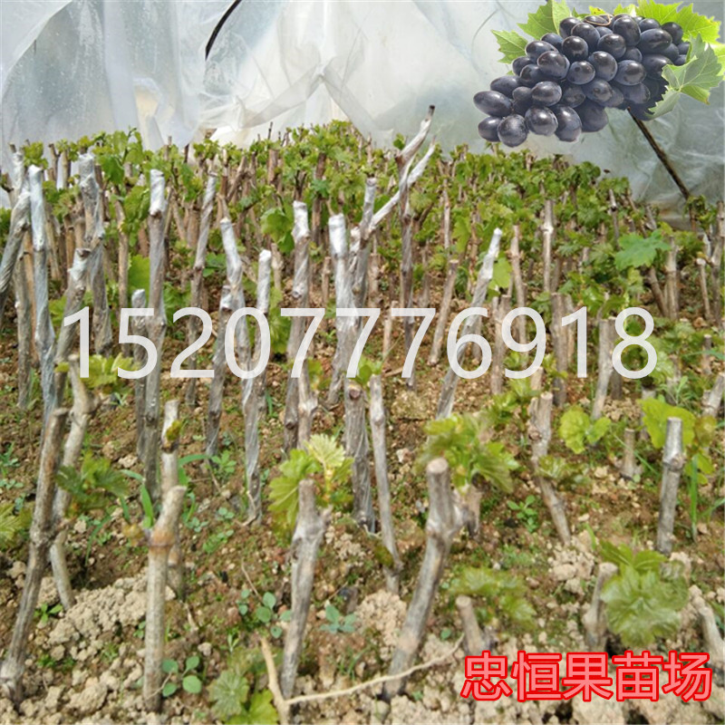 钦州市夏黑葡萄树苗价格厂家夏黑葡萄树苗价格  夏黑葡萄树苗报价 品质优良