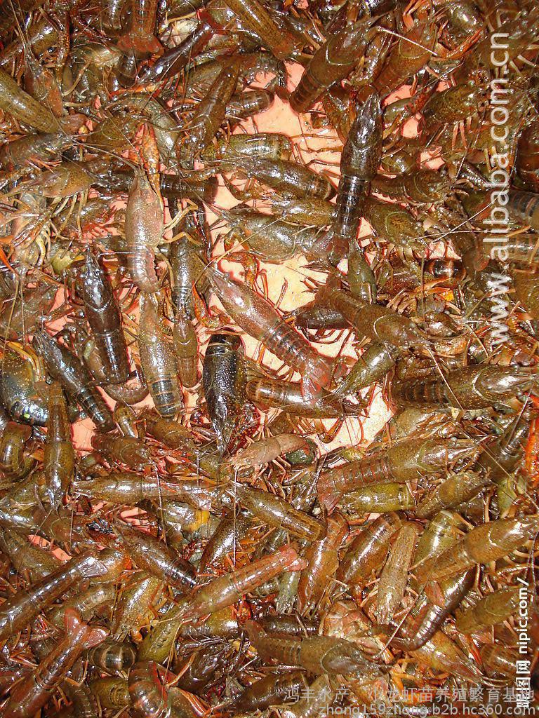 小龙虾虾苗多少钱一斤批发