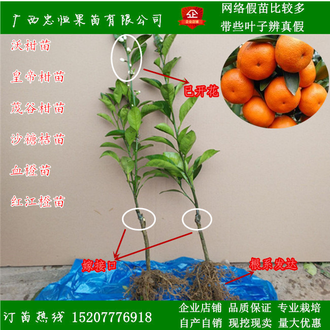 沃柑树苗价格 柑橘树苗价格 沃柑树苗价格 柑橘树苗报价 品种优良