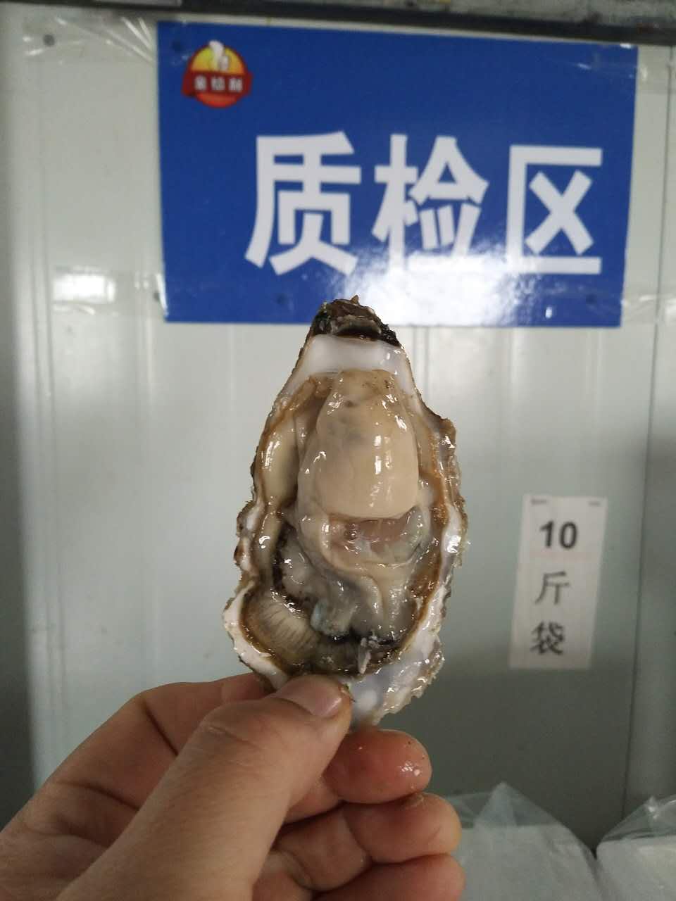 威海市乳山牡蛎 鲜活海蛎子 生蚝货源厂家