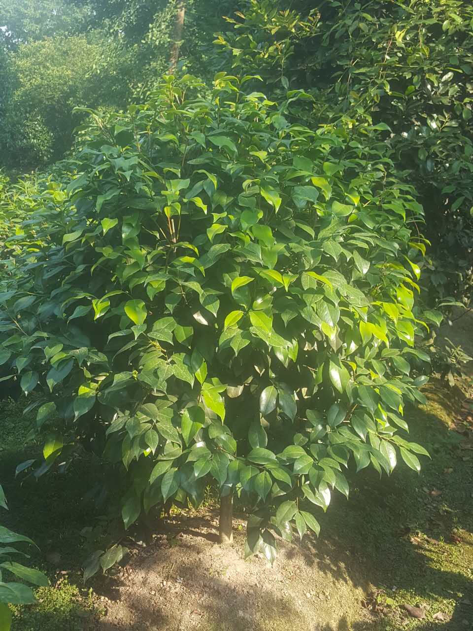 成都市茶花苗子厂家四川茶花苗 茶花苗子 茶花苗批发 茶花苗子价格 茶花苗成品苗