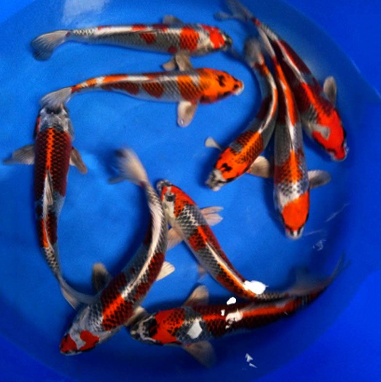 广州巨能水产渔场直销红孔雀锦鲤鱼很红金属感很强35-40公分包活包损