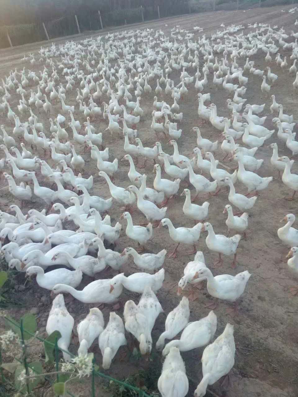 三原县鹅养殖  鹅蛋批发供应