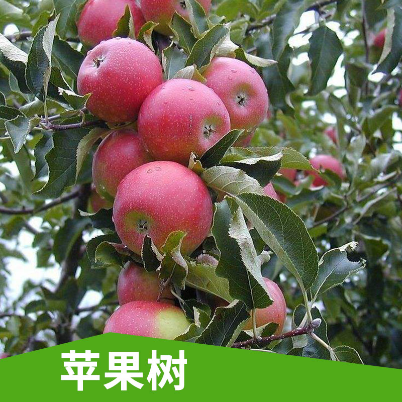运城市苹果树厂家山西运城苹果树 产量高 成活率高 正宗南方特有品种