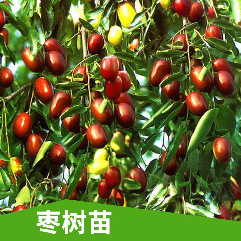枣树苗出售  品种梨枣果树 枣中的珍品 果大 当年结果沾化冬枣 梨枣