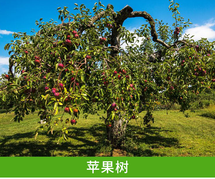 山西运城苹果树 产量高 成活率高 正宗南方特有