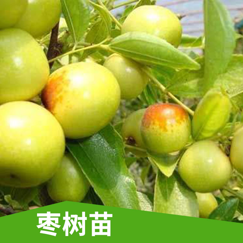 枣树苗出售枣树苗出售  品种梨枣果树 枣中的珍品 果大 当年结果沾化冬枣 梨枣